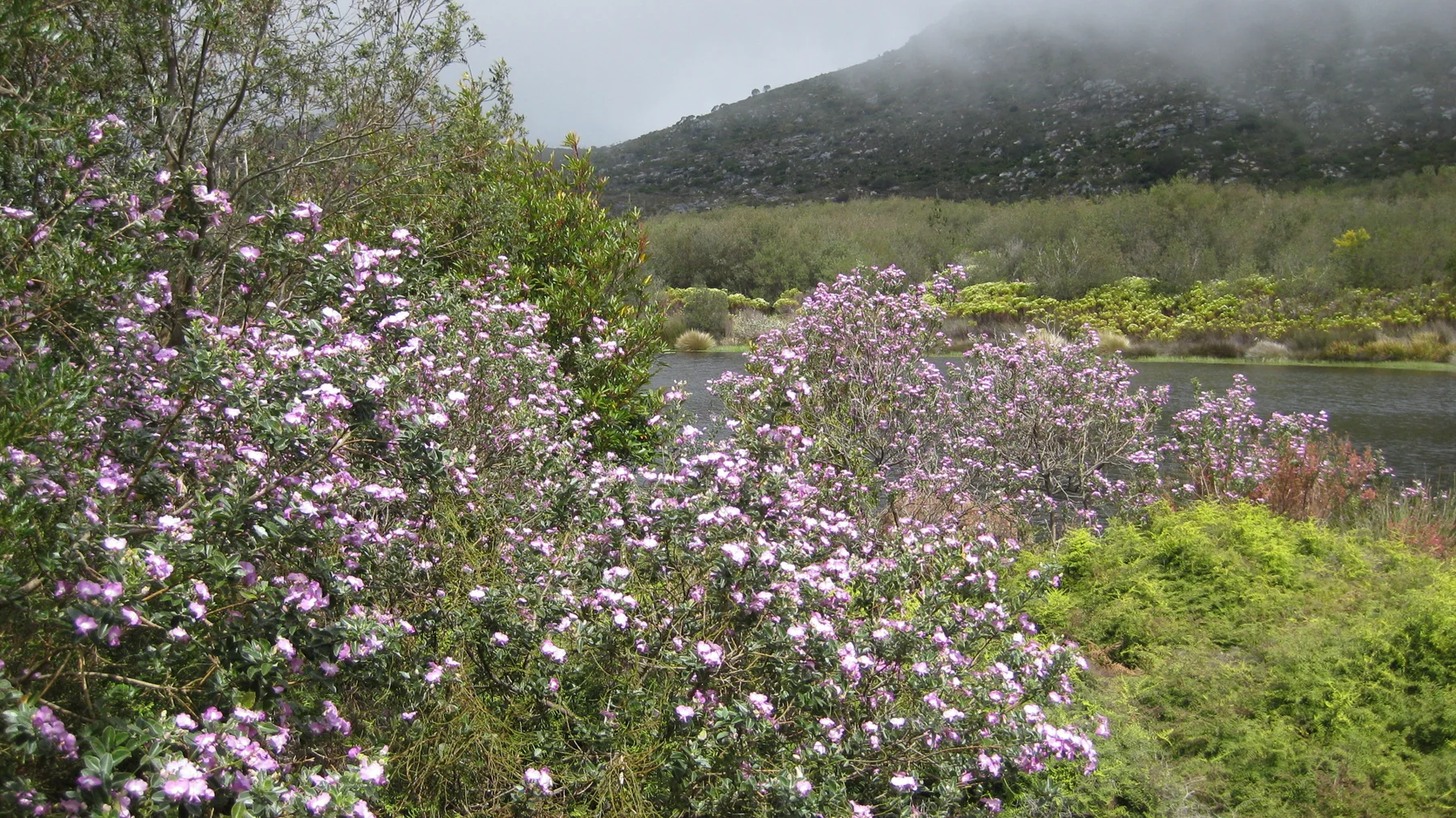 Pink-flowered shrubs stand beside water beneath a misty hillside.