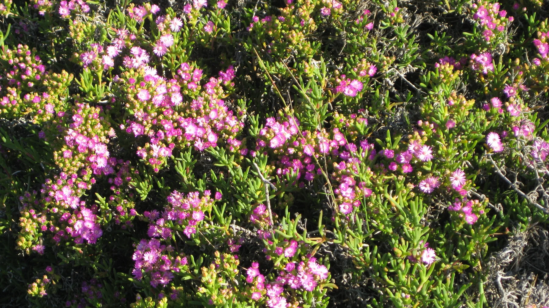 Pink flowers and tight buds fill a sunlit leafy shrub.