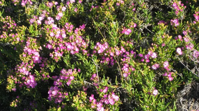Pink flowers and tight buds fill a sunlit leafy shrub.