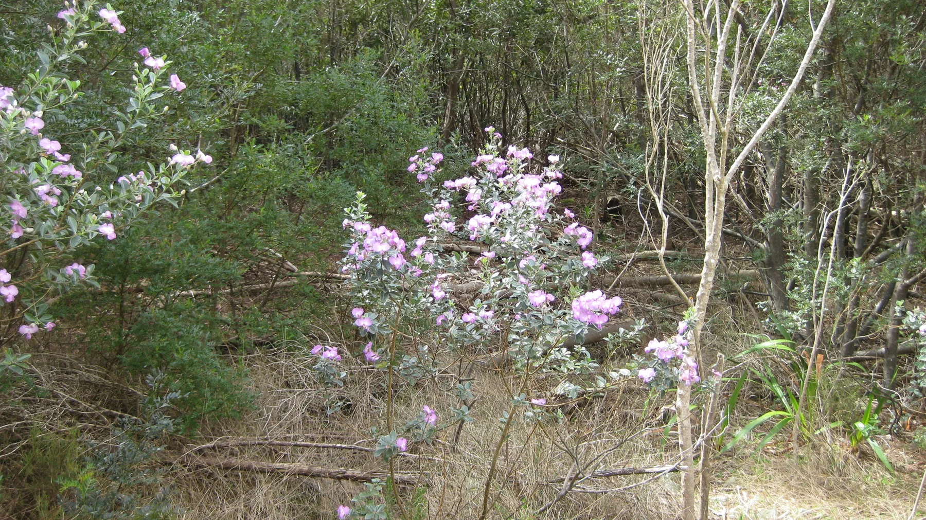 Pale pink flowers grow among thin trees and dry grasses.