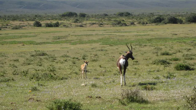 An adult antelope and a smaller animal stand in open grass.