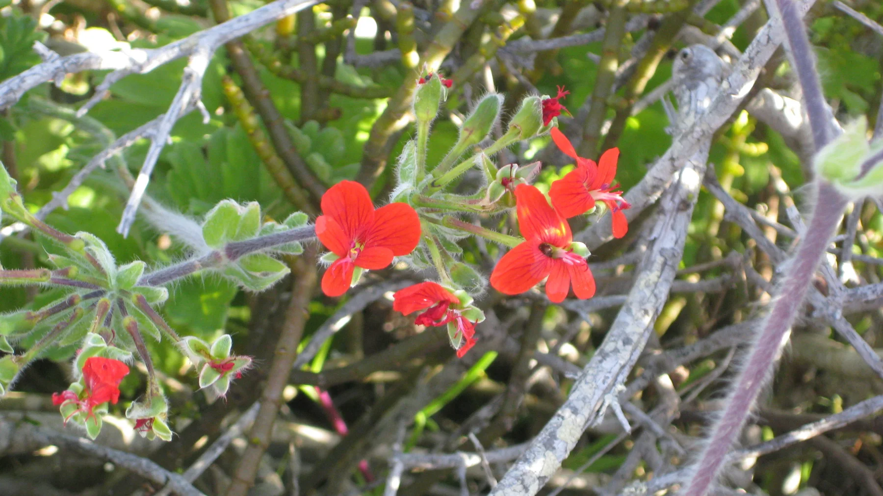 Bright red flowers open among twisting branches and green leaves.