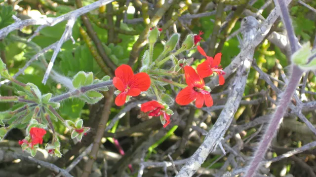 Bright red flowers open among twisting branches and green leaves.