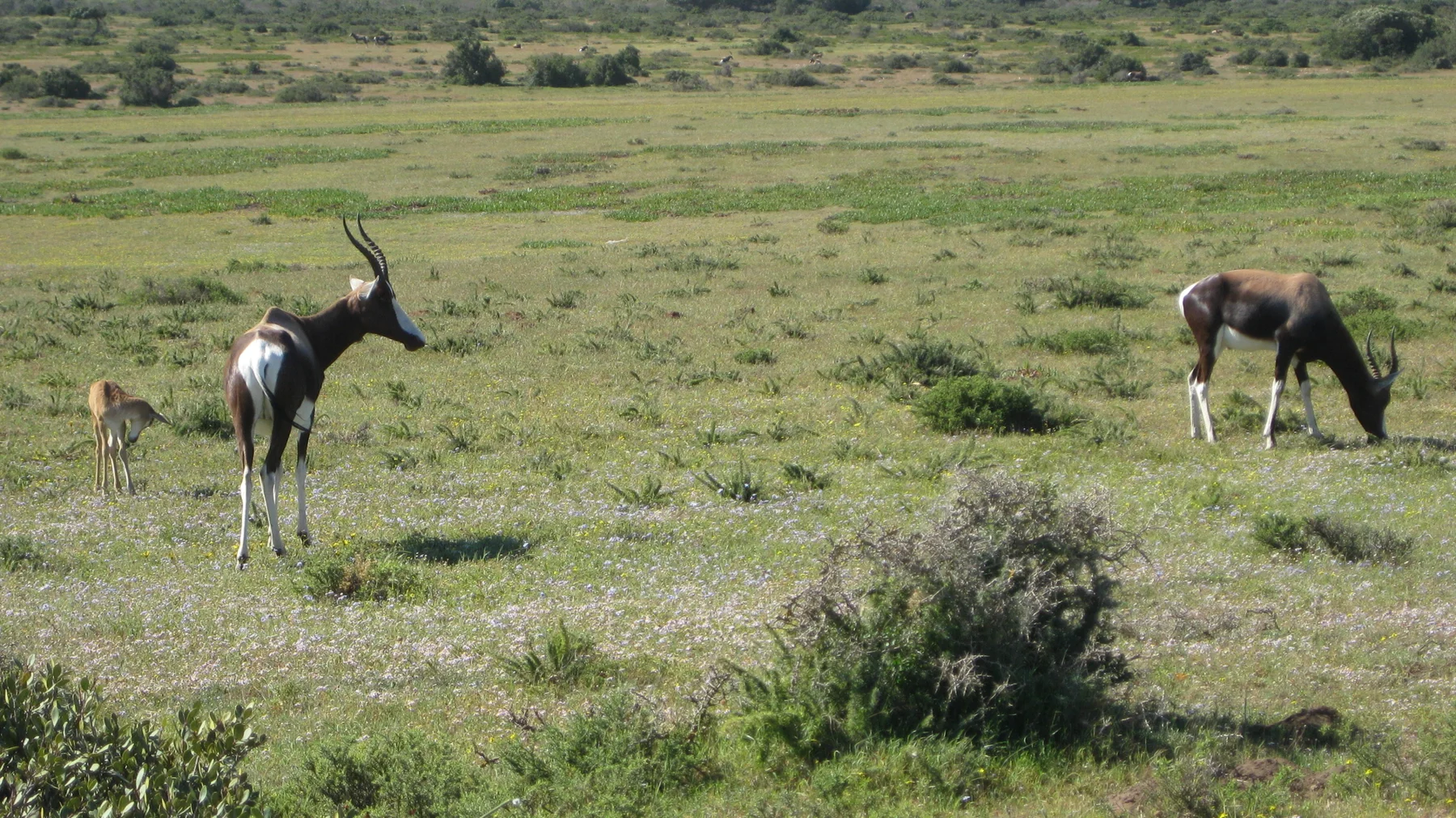 Two antelope stand and graze in a sunny open field.