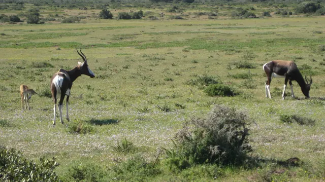 Two antelope stand and graze in a sunny open field.