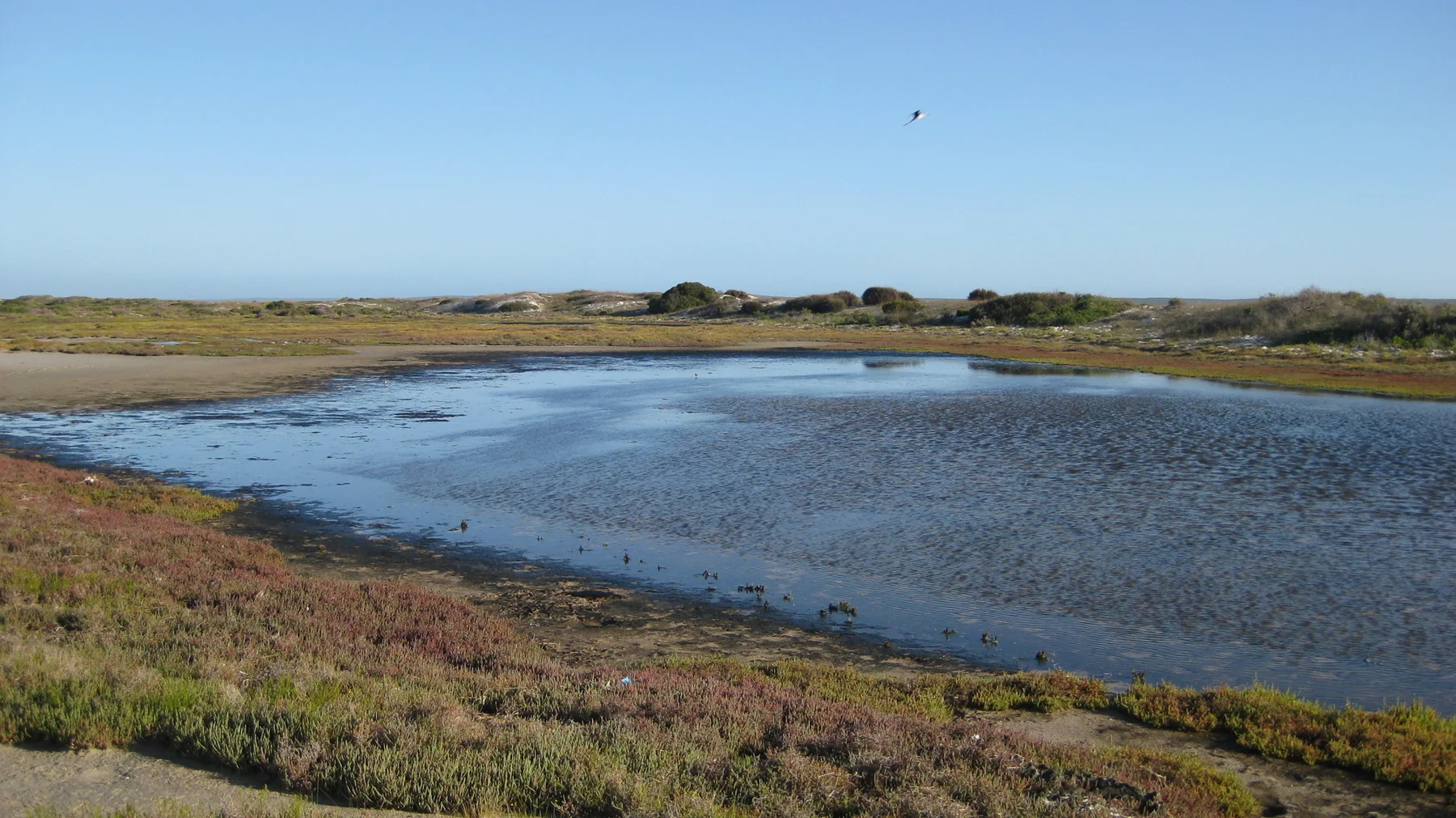 A shallow blue pool lies among low reddish and green vegetation.