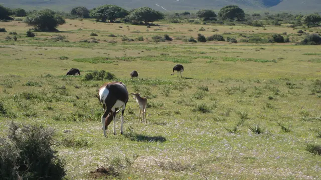 An adult antelope stands beside a smaller animal in grassland.