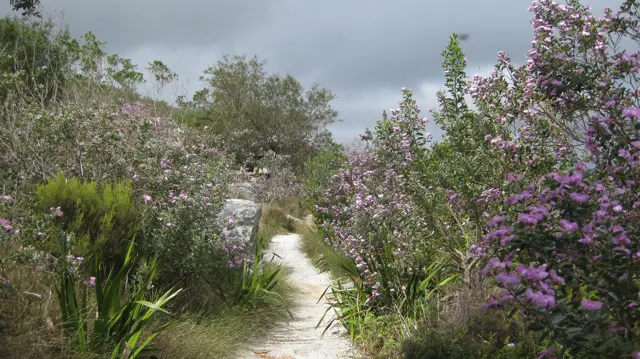 Purple flowers border a narrow pale path through shrubs.