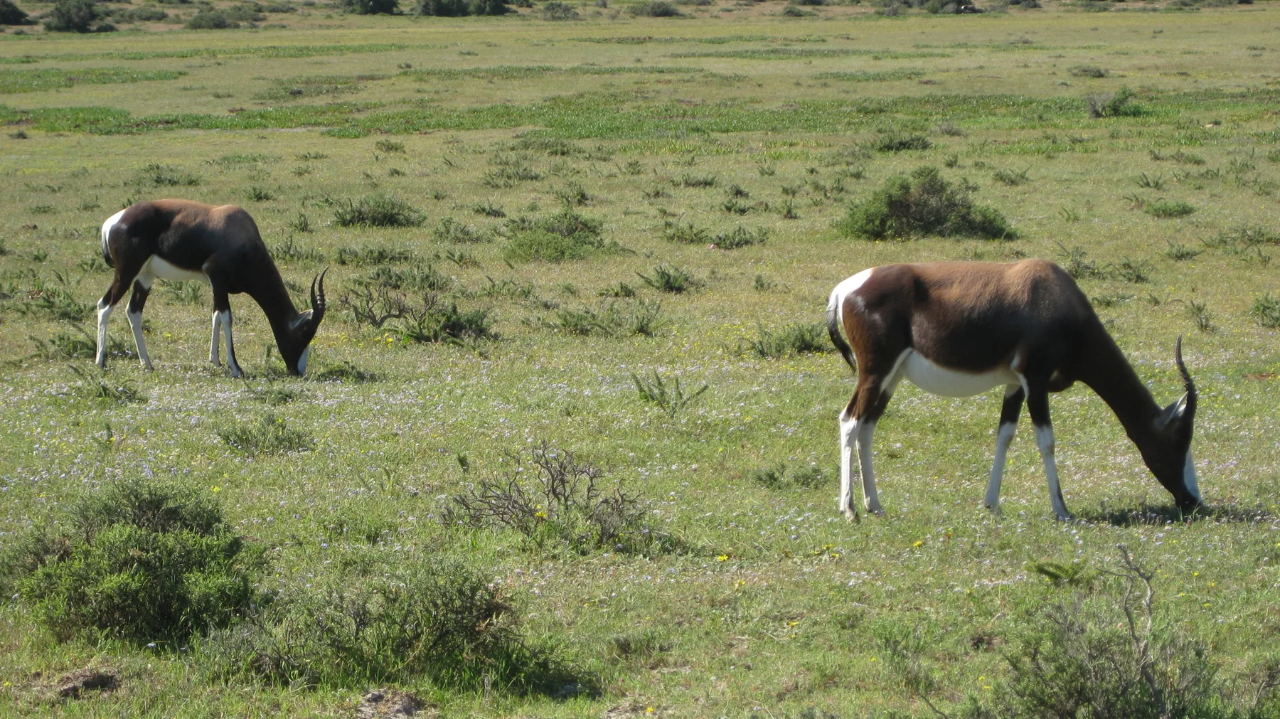 Two antelope lower their heads to graze in green grass.