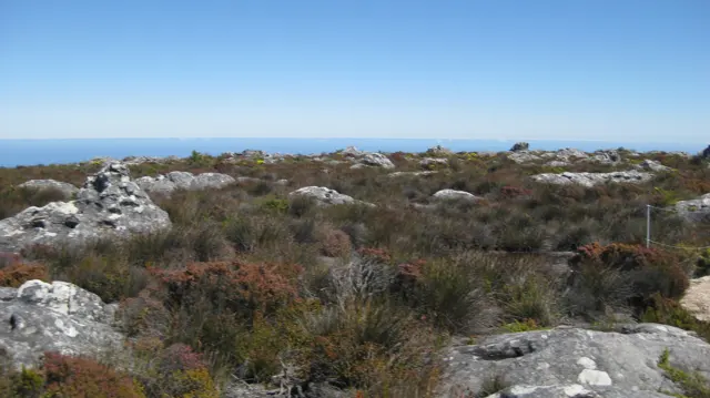 Low vegetation and pale rocks cover a plateau beneath blue sky.