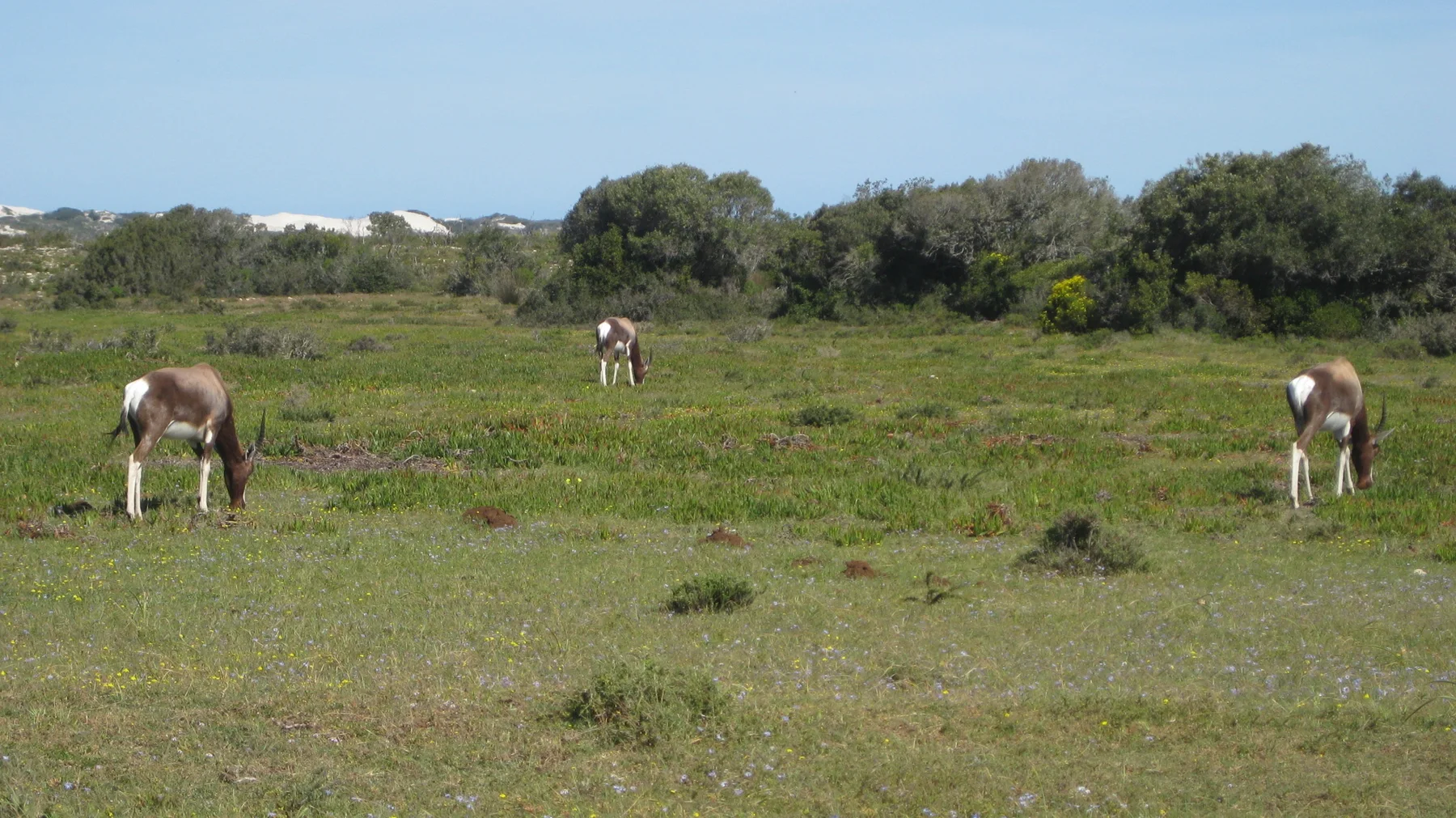 Several antelope graze at different distances across open grass.