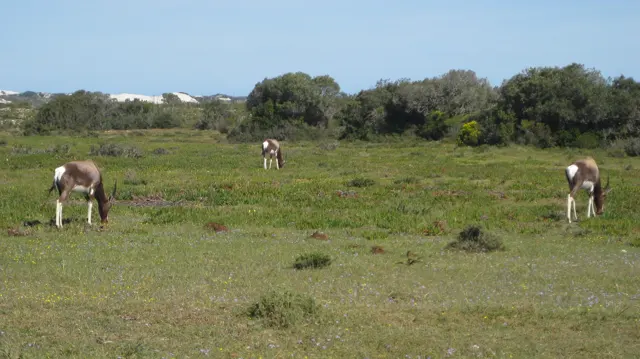 Several antelope graze at different distances across open grass.