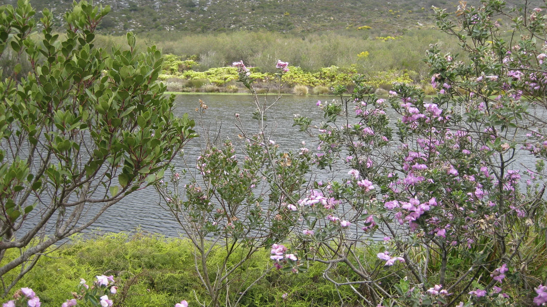 Pink blossoms and leafy branches frame rippling reservoir water.