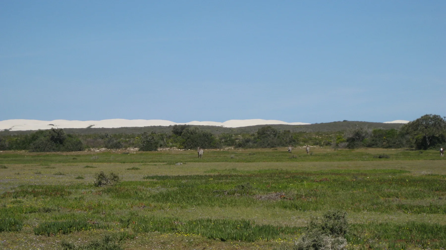 White dunes form a distant band beyond green fields and shrubs.
