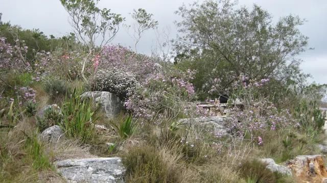 Purple flowers, grasses and small trees surround scattered pale rocks.