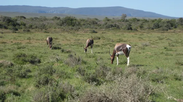 Three antelope graze across open green grassland.