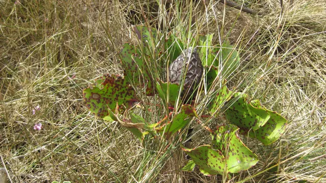Broad thick leaves emerge among dry grasses and small stones.