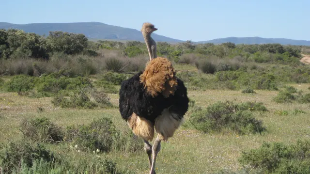An ostrich stands with its back toward the viewer in low scrub.