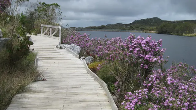 A boardwalk follows reservoir water beside purple flowers.