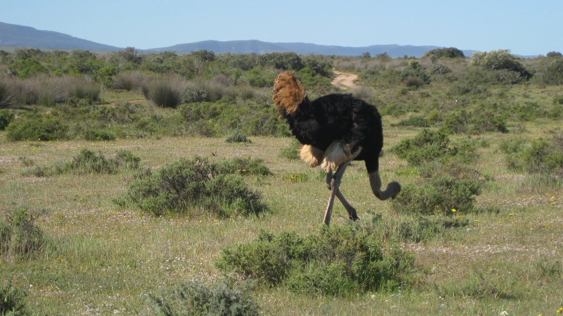 An ostrich strides across patchy grass and low shrubs.