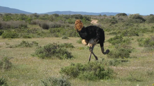 An ostrich strides across patchy grass and low shrubs.