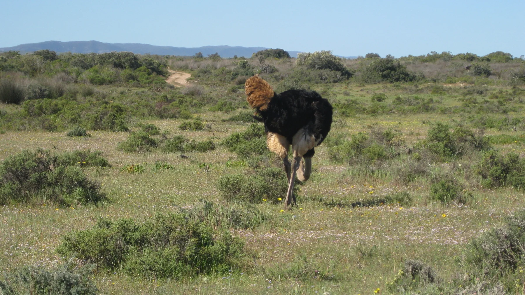 An ostrich stands among low scrub in a broad sunny field.