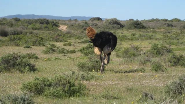 An ostrich stands among low scrub in a broad sunny field.
