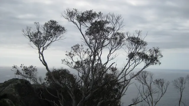 Sparse dark branches rise against a gray sea and sky.