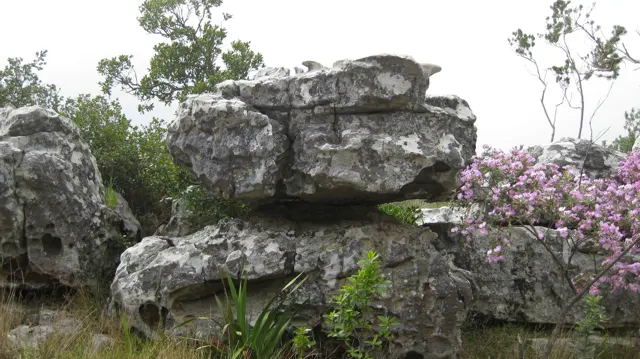 Large layered boulders stand among green plants and pink flowers.