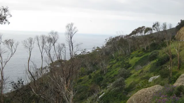 Sparse trees cling to a green coastal slope above pale water.