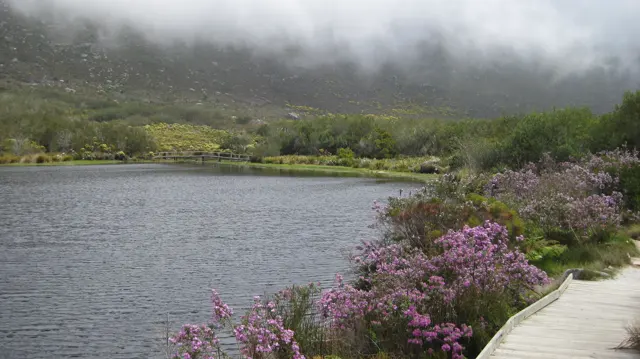 Purple flowers line reservoir water beneath a cloud-covered hillside.