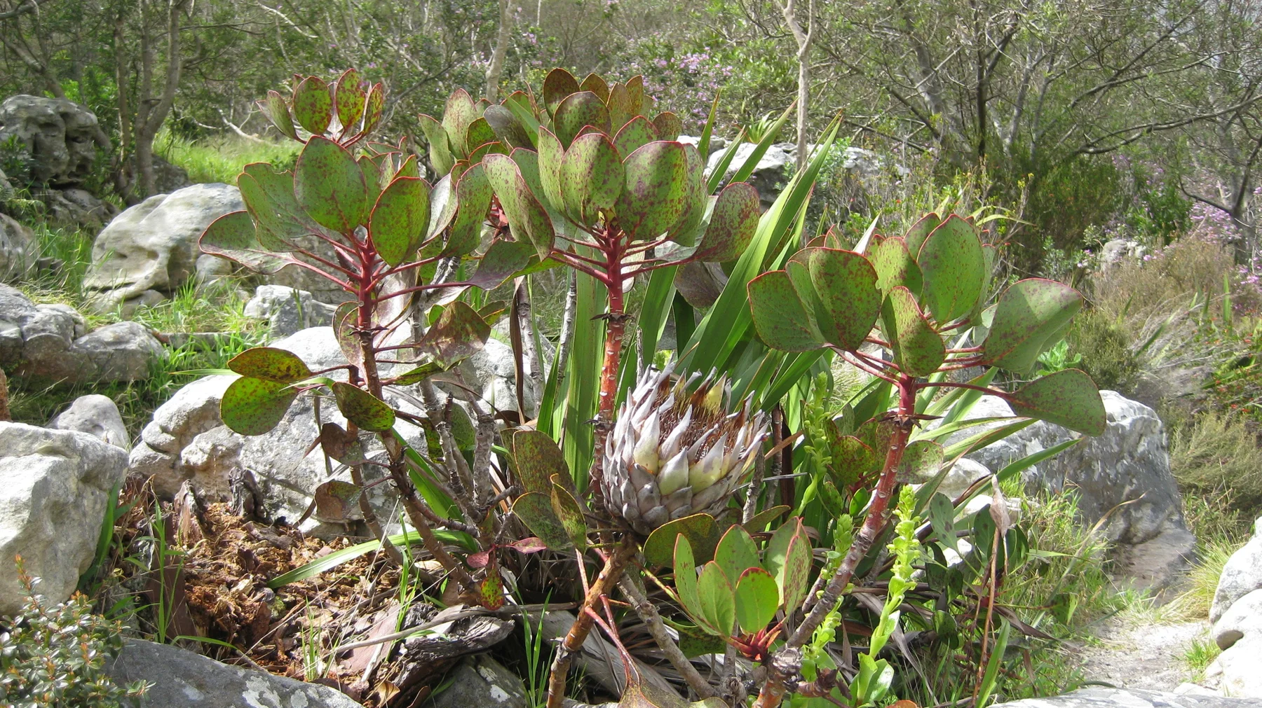 Thick oval leaves surround a large pointed flower head among rocks.