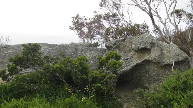 A weathered boulder sits among leafy shrubs and slender trees.