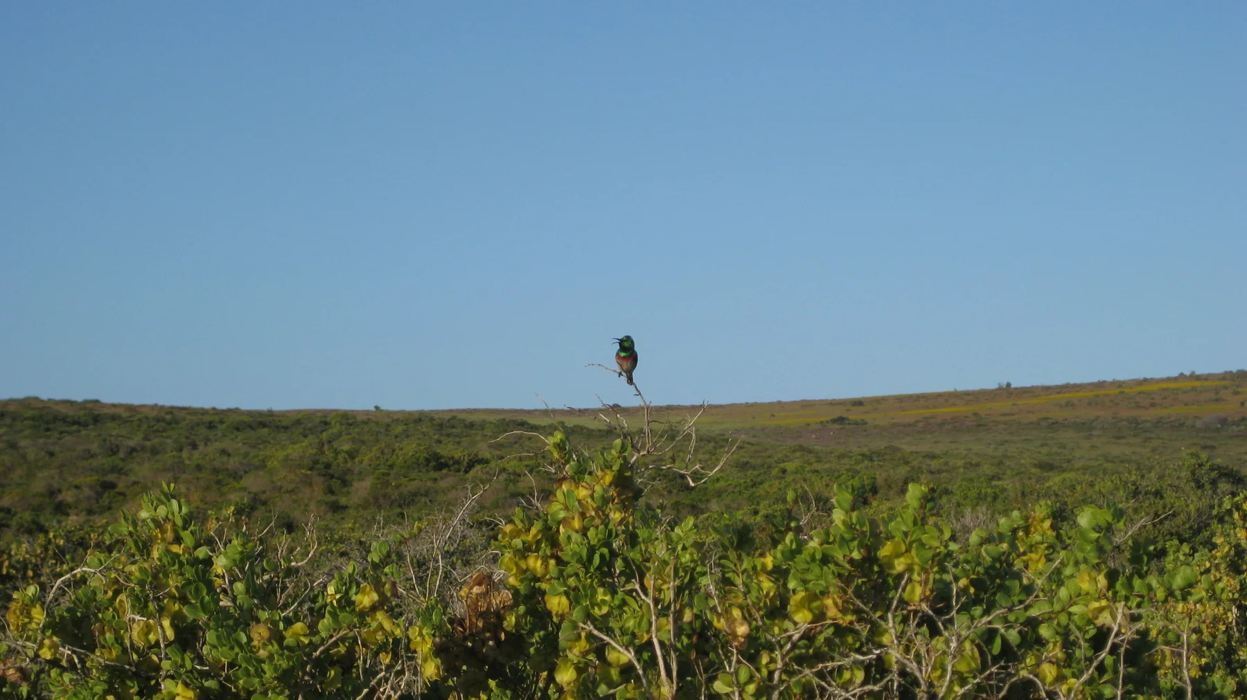 A small bird perches on a thin stem above open scrubland.