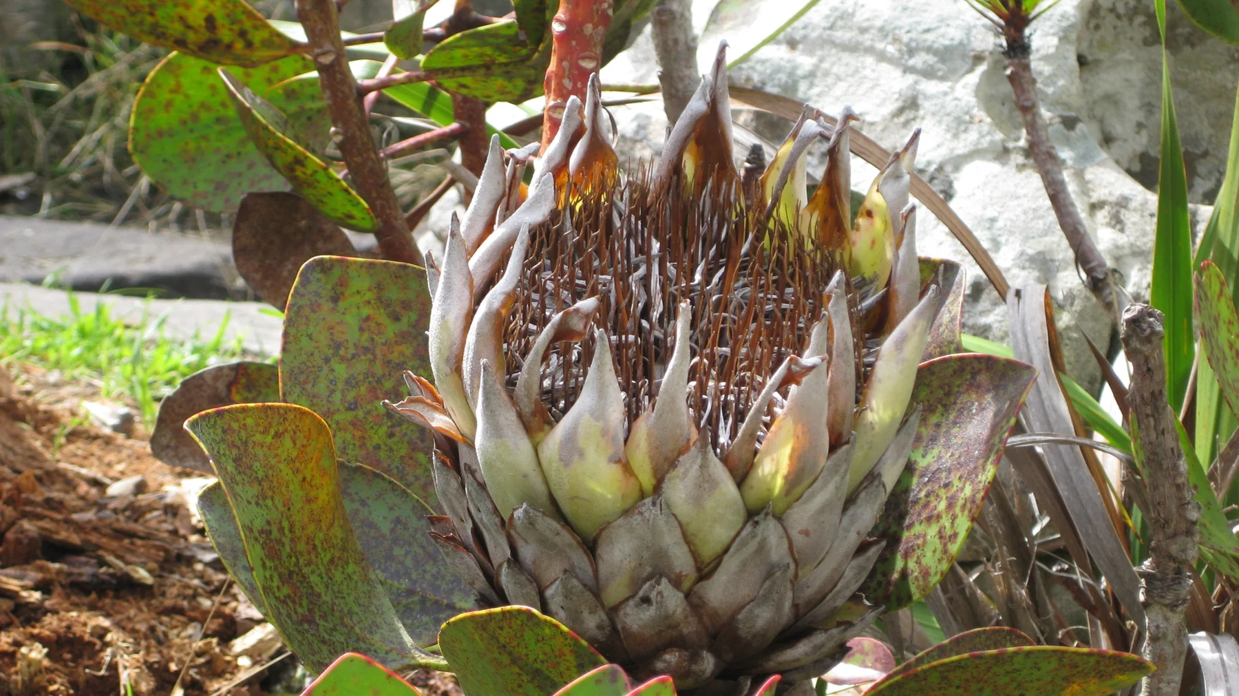A large pointed flower head rises between thick oval leaves.
