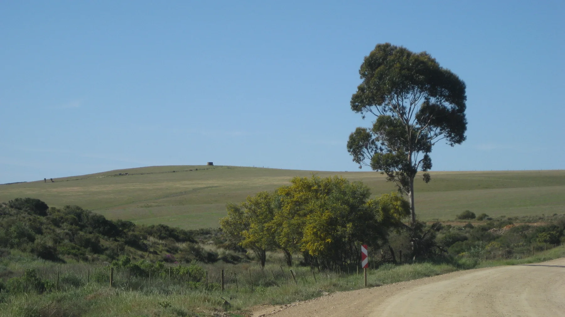 A tall lone tree stands beside a dirt road and rolling fields.