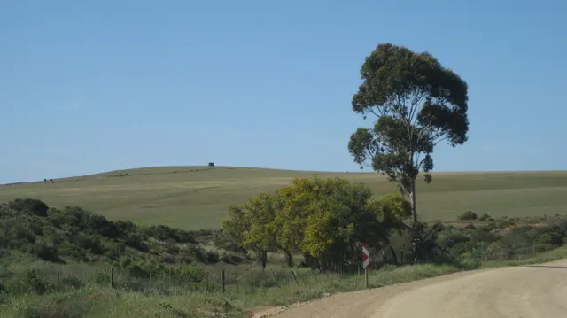 A tall lone tree stands beside a dirt road and rolling fields.