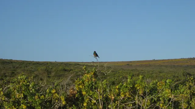 A small perched bird rises just above the low scrub horizon.