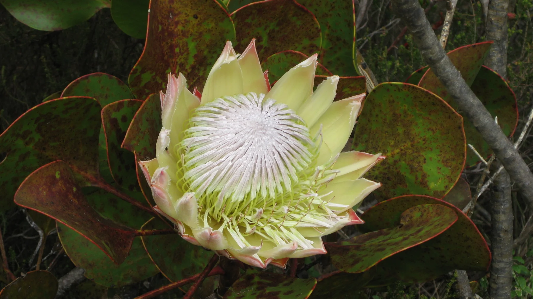 Pale green bracts surround a fine white flower center.