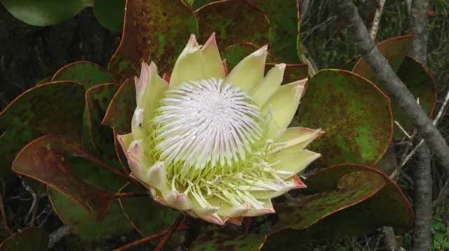Pale green bracts surround a fine white flower center.