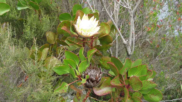 A pale open flower stands above thick leaves and a darker flower head.