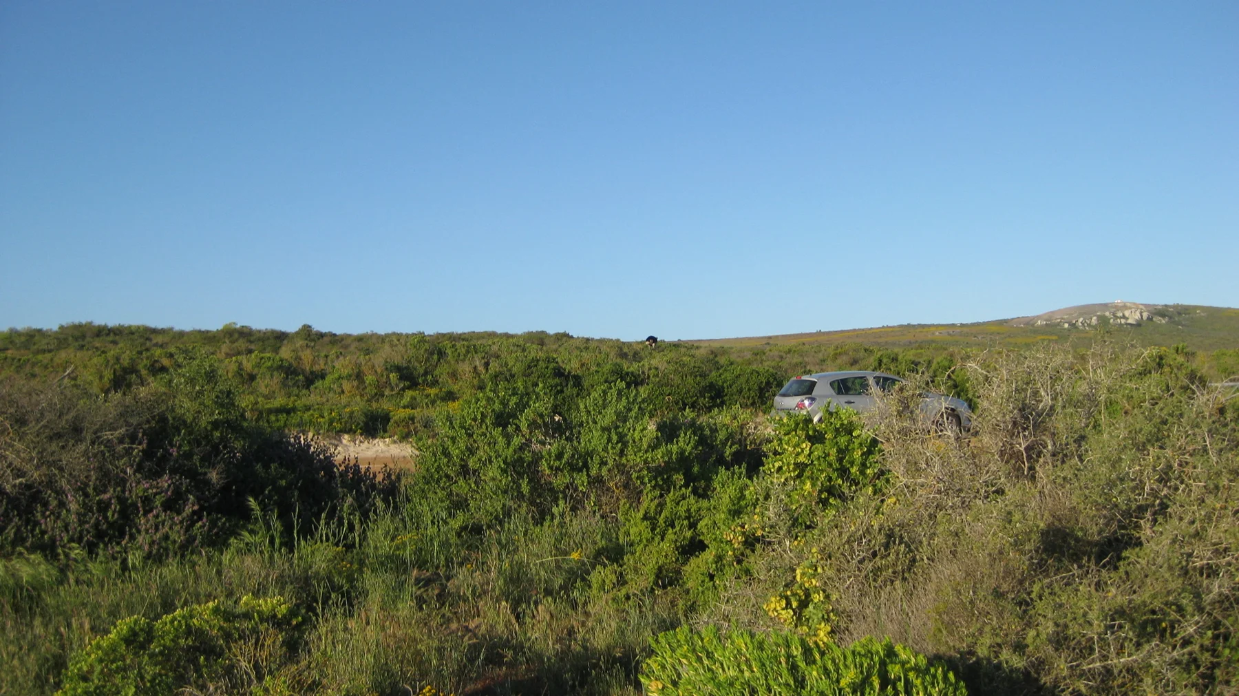 A pale car is partly hidden beyond dense roadside shrubs.