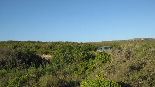 A pale car is partly hidden beyond dense roadside shrubs.