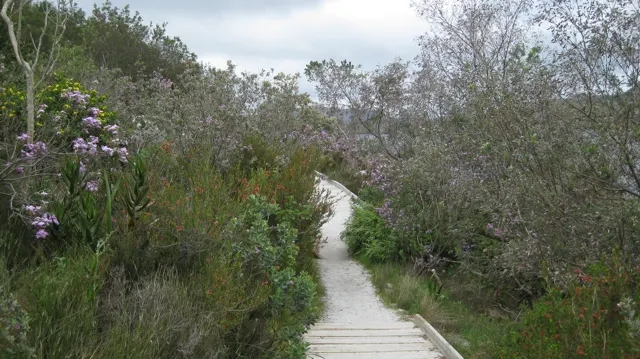 A wooden boardwalk threads between tall gray-green shrubs.
