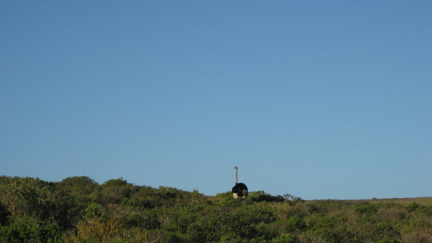 An ostrich's long neck rises above low vegetation.