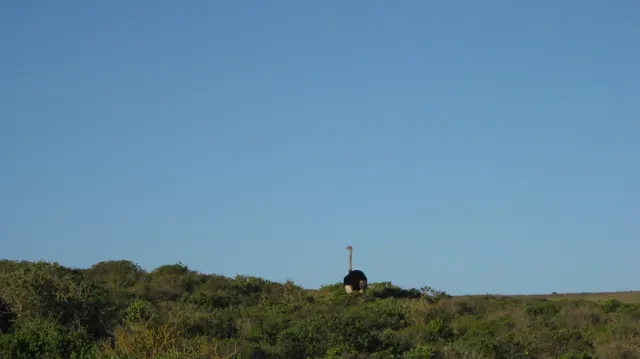 An ostrich's long neck rises above low vegetation.