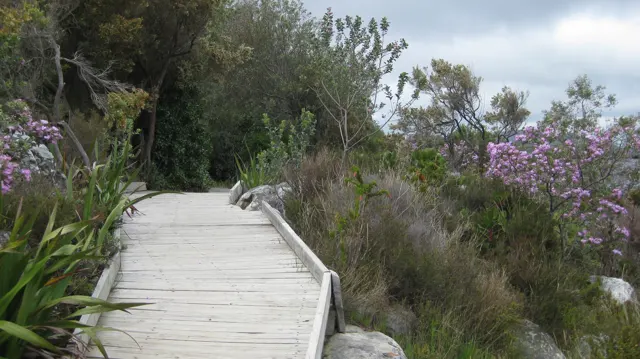 A pale boardwalk curves past shrubs carrying pink flowers.