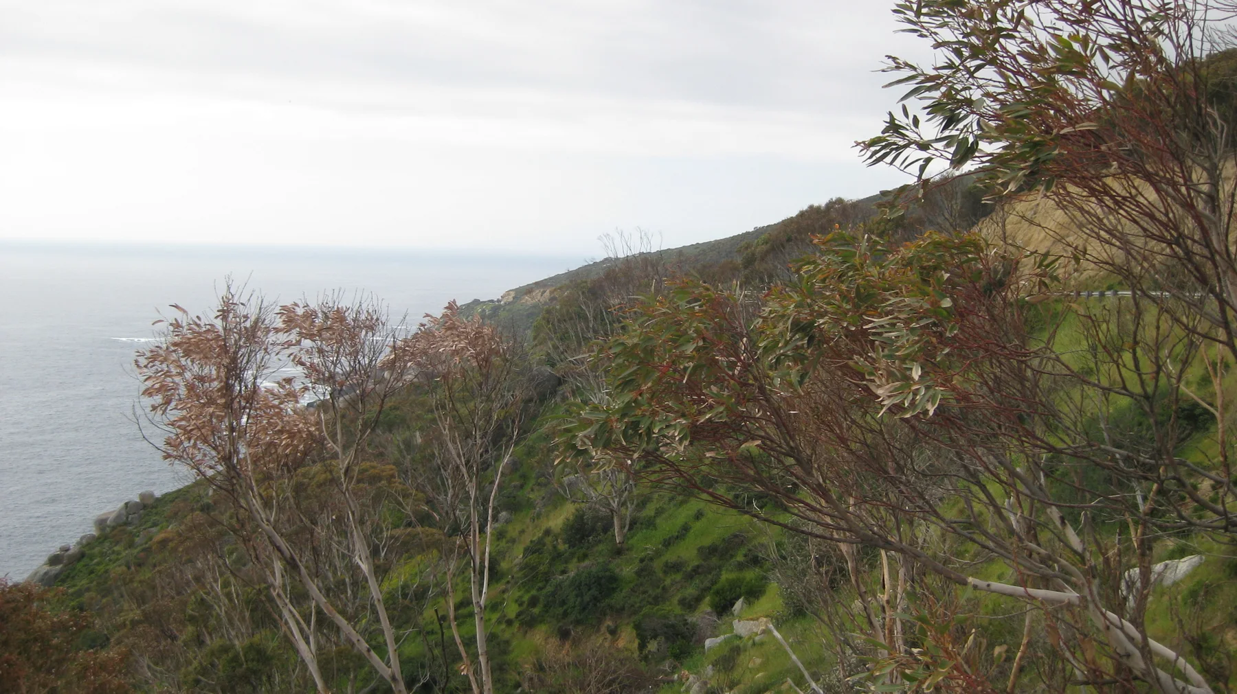 Sparse branches cross a view of green slope and pale sea.