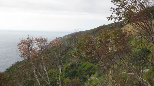 Sparse branches cross a view of green slope and pale sea.