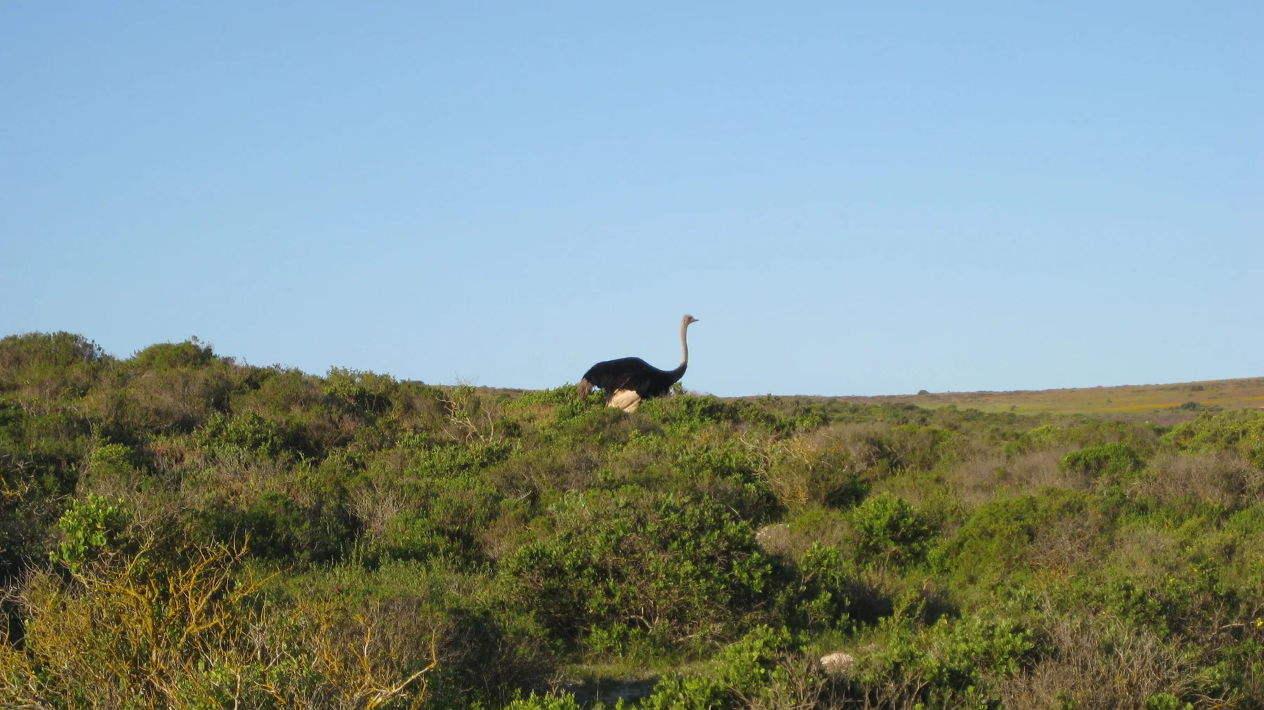An ostrich walks along a low scrub-covered ridge.
